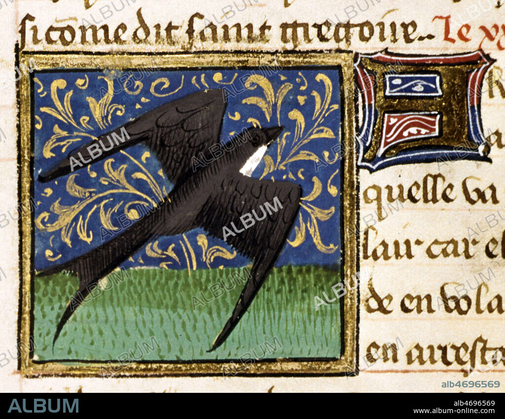 Oiseau : L' Aronde ( Hirondelle ). Enluminure tiree du 'Livre des proprietes des choses' par Barthelemi l'Anglais, 1447 (XVe, 15e, 15eme s.). Manuscrit medieval conserve a la bibliotheque municipale de Valenciennes. Credit Collection JEAN VIGNE/KHARBINE TAPABOR.