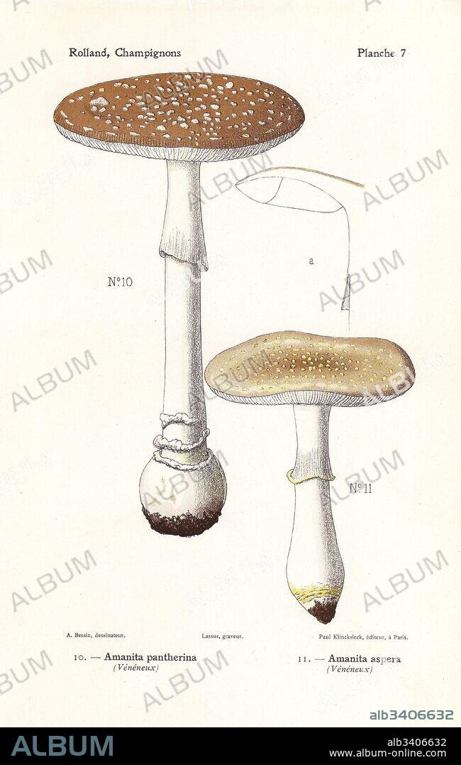 Panther cap mushroom, Amanita pantherina, and Amanita franchetii (Amanita aspera). Poisonous mushrooms. Chromolithograph by Lassus after an illustration by A. Bessin from Leon Rolland's Guide to Mushrooms from France, Switzerland and Belgium, Atlas des Champignons, Paul Klincksieck, Paris, 1910.