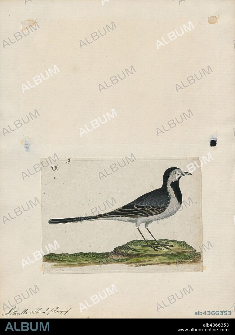 Motacilla alba, Print, The white wagtail (Motacilla alba) is a small passerine bird in the family Motacillidae, which also includes pipits and longclaws. The species breeds in much of Europe and Asia and parts of North Africa. It has a toehold in Alaska as a scarce breeder. It is resident in the mildest parts of its range, but otherwise migrates to Africa. In Ireland and Great Britain, the darker subspecies, the pied wagtail or water wagtail (M. a. yarrellii) predominates. In total, there are between 9 and 11 subspecies., 1700-1880.