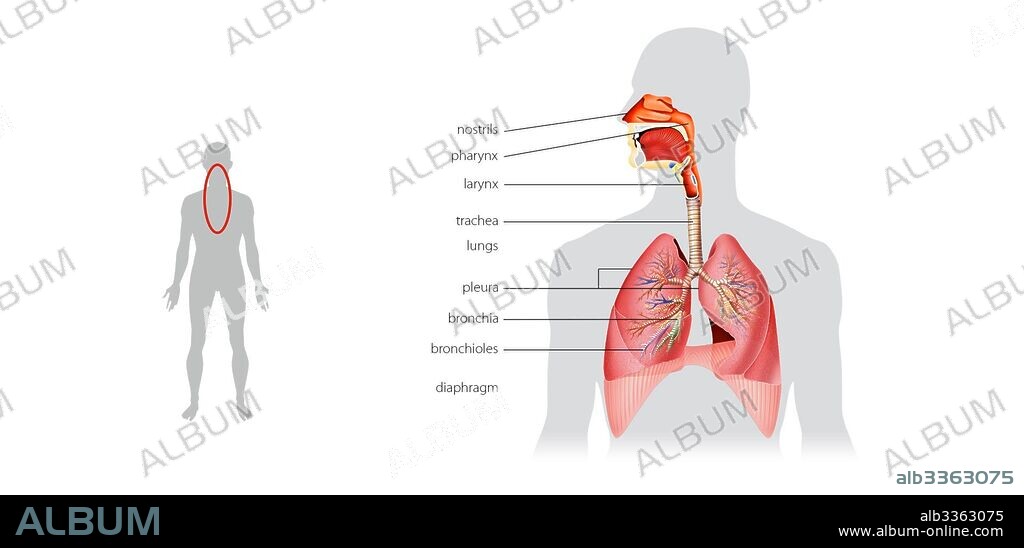 Sistema respiratorio – Diafragma.