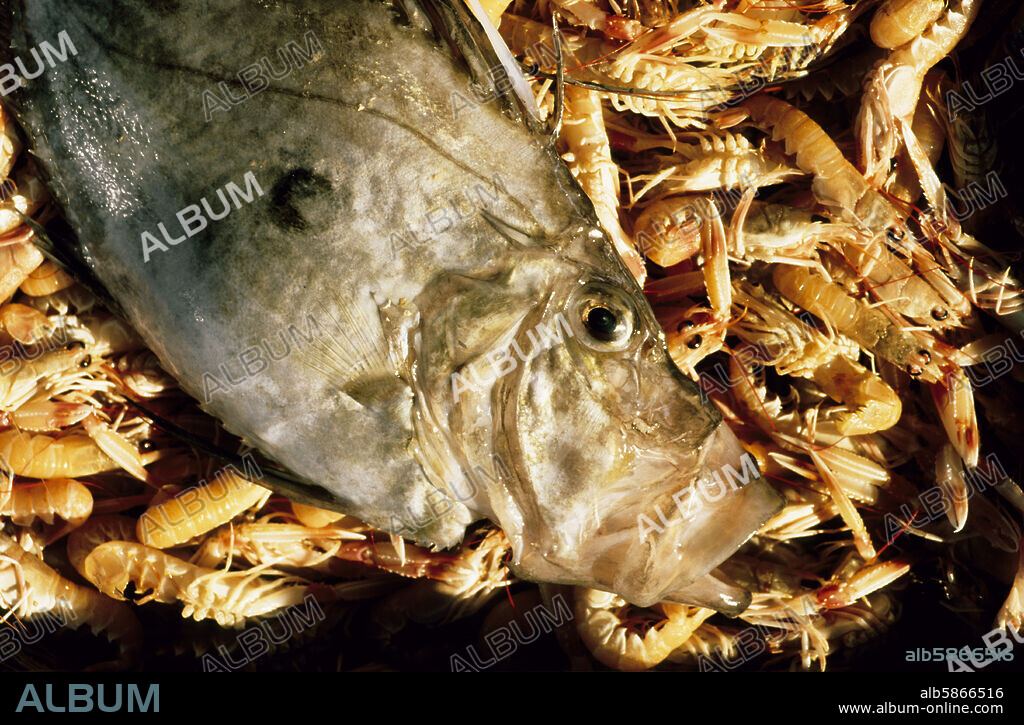 lonja de L'Ametlla de Mar (Costa Dorada / Daurada); pesca.