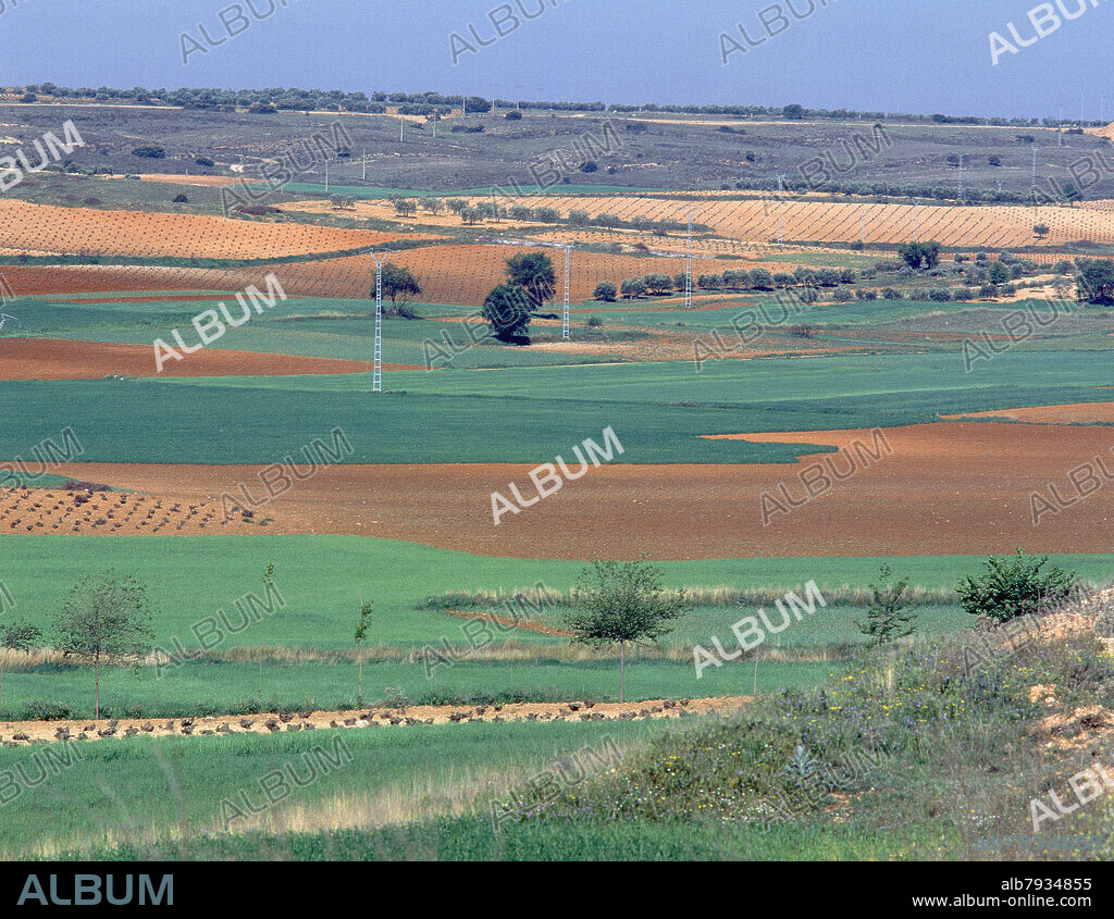 CAMPOS LABRADOS Y PLANTACION DE VIDES.
