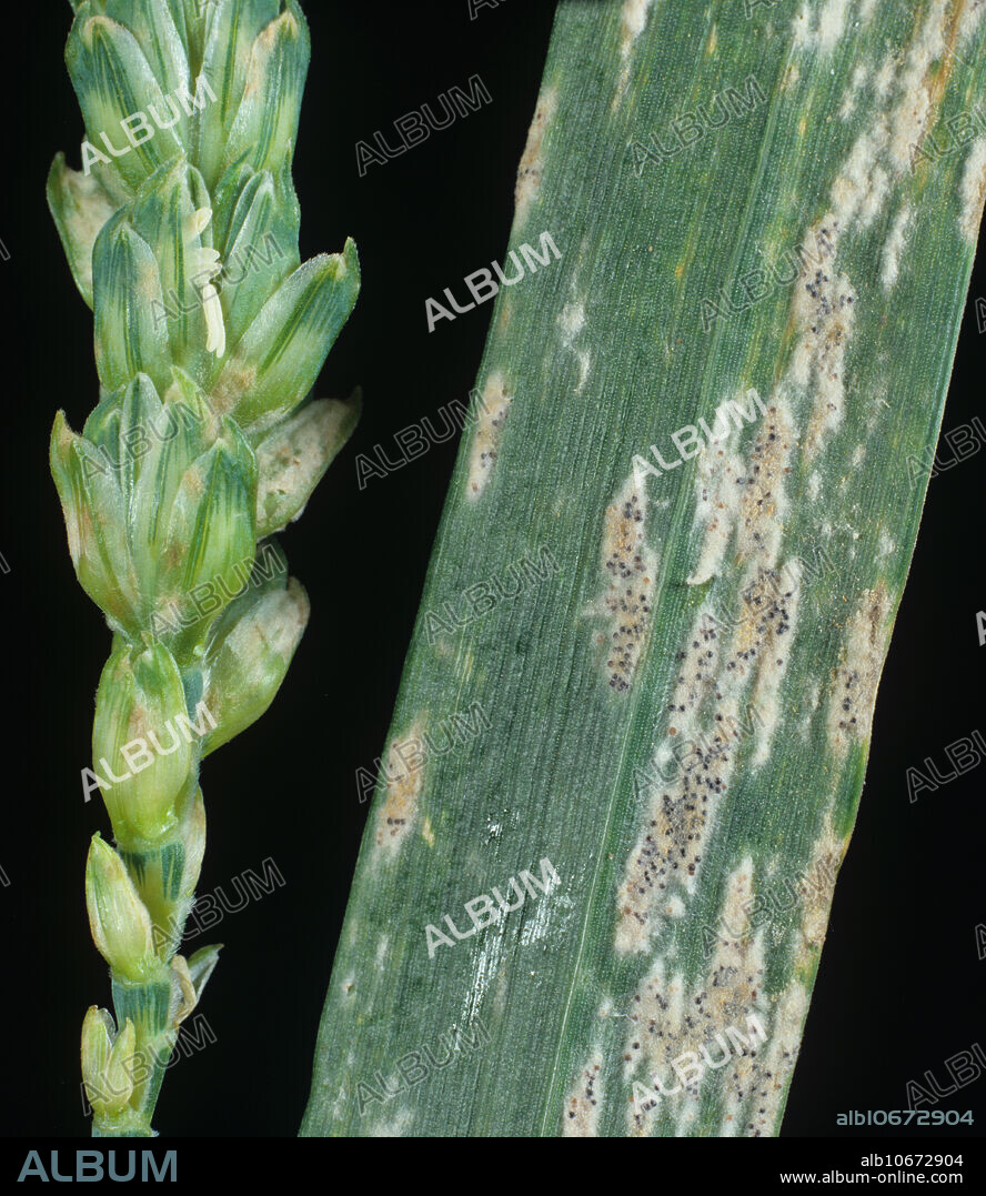 Powdery mildew (Erysiphe graminis) old infection on wheat ear and flagleaf.