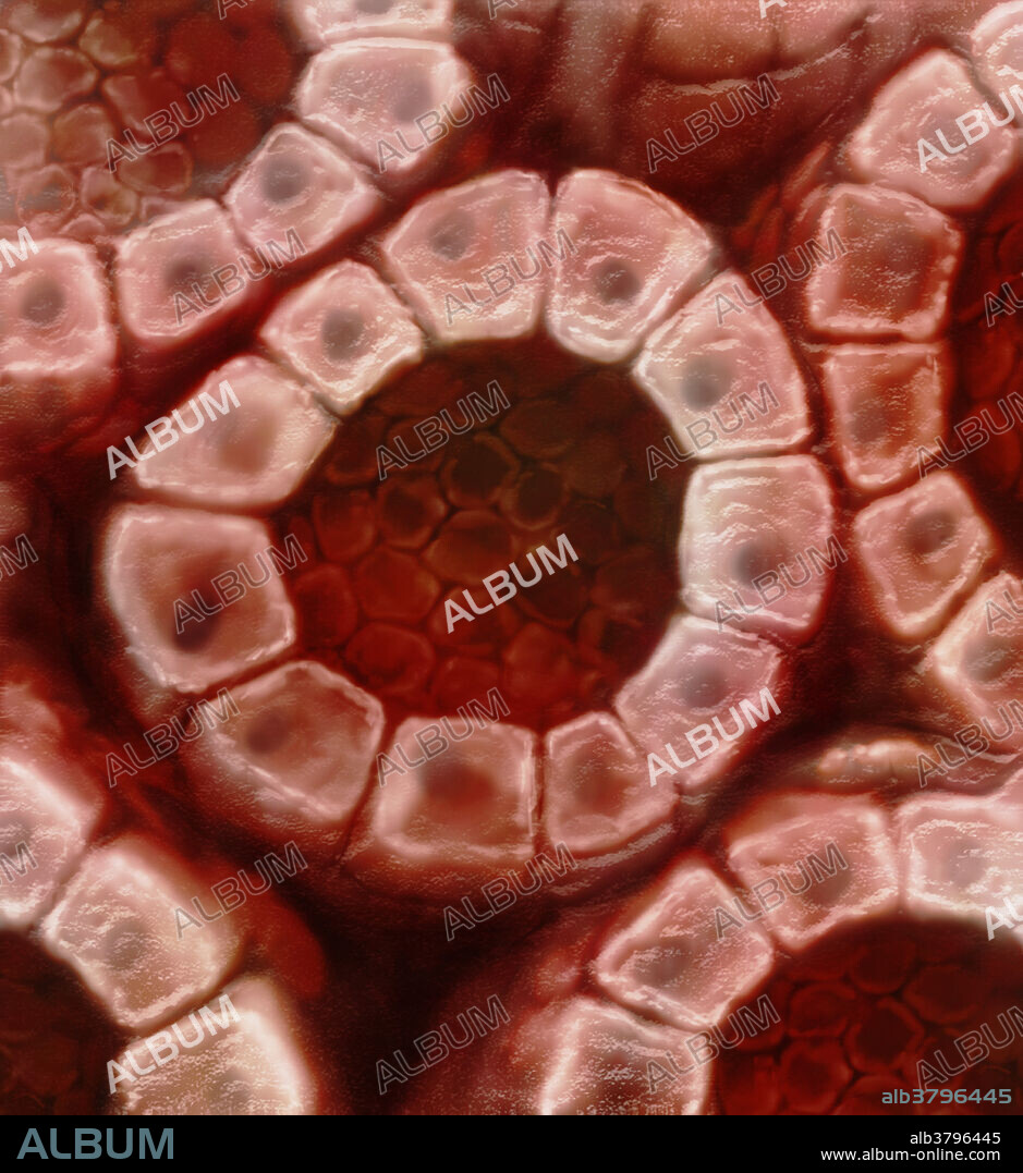 Acini are pockets with an epithelial cell lining that can expand when filled with milk. During lactation, the breast becomes distended with milk.