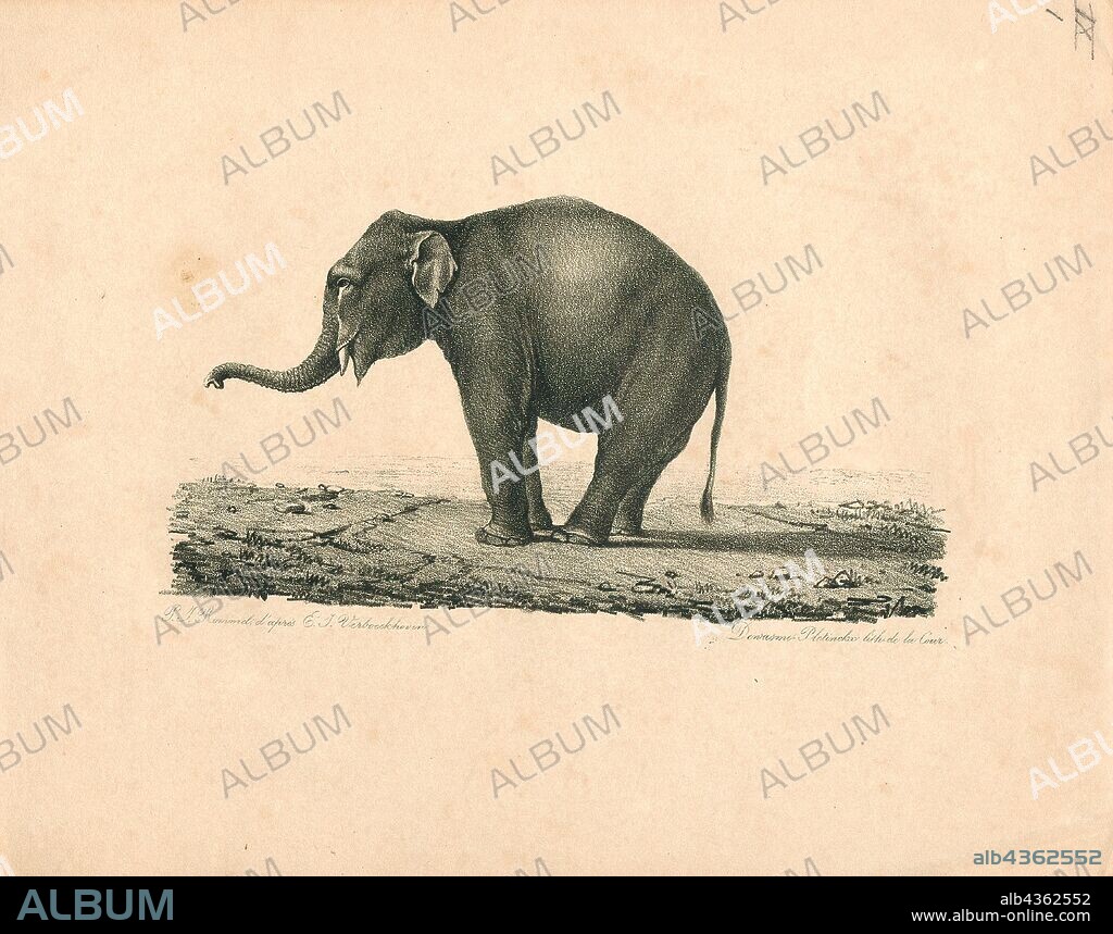Elephas indicus, Print, Elephas is one of two surviving genera in the family of elephants, Elephantidae, with one surviving species, the Asian elephant, Elephas maximus., 1700-1880.