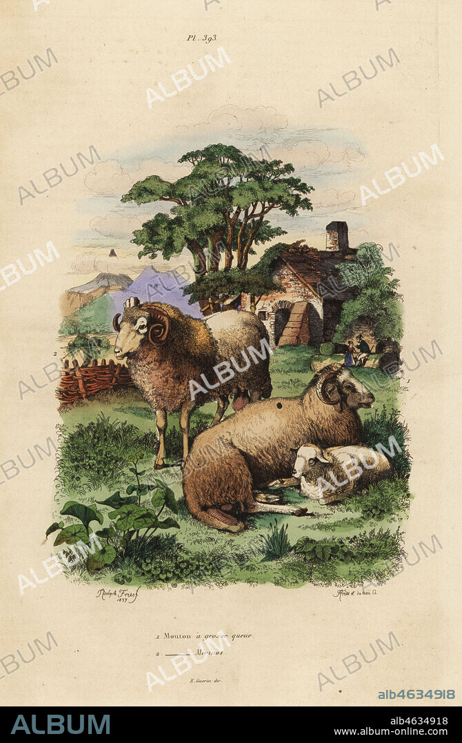 Fat-tailed sheep, Ovis aries 1, and Merino sheep, Ovis aries 2. Domestic sheep breeds. Mouton a grosse queue, mouton merinos. Handcoloured steel engraving by du Casse and Fries after an illustration by Adolph Fries from Felix-Edouard Guerin-Meneville's Dictionnaire Pittoresque d'Histoire Naturelle (Picturesque Dictionary of Natural History), Paris, 1834-39.