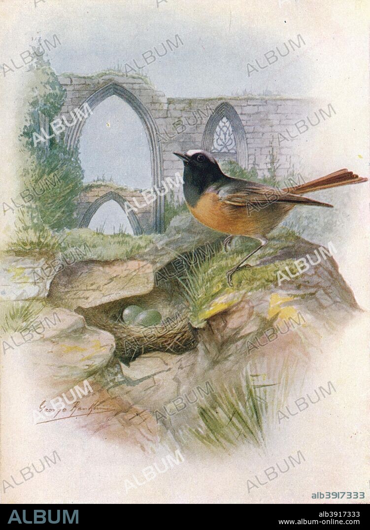 'Redstart - Ruticil'la phoenicu'rus', c1910, (1910). From Britain's Birds and Their Nests, by A. Landsborough Thomson. [The Waverley Book Company, Limited, W. & R. Chambers, Limited, London & Edinburgh, 1910].