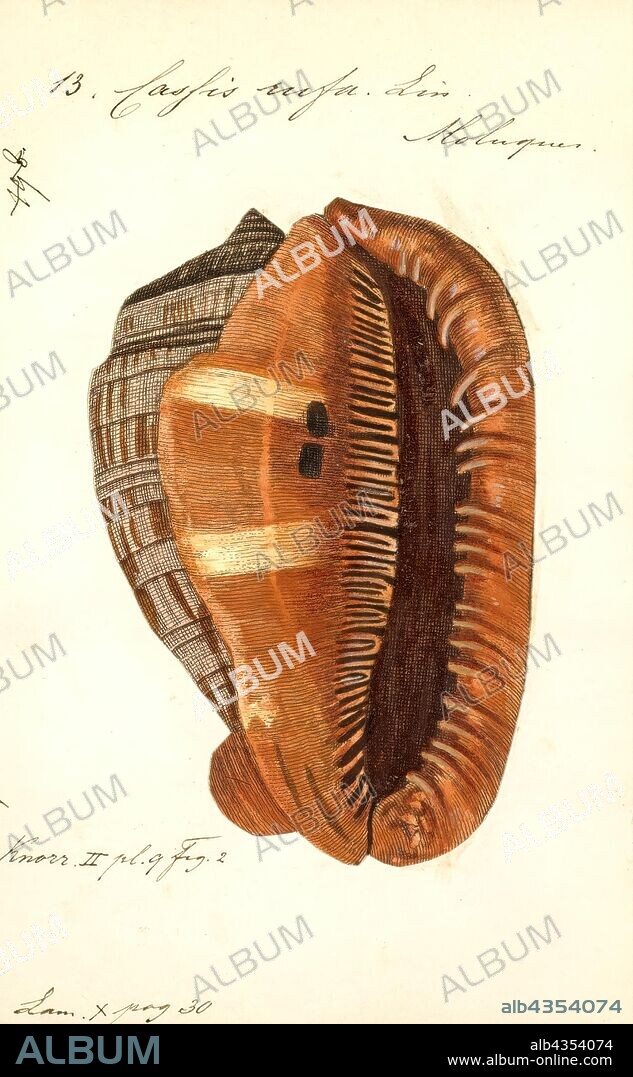 Cassis rufa, Print, Cypraecassis rufa is a species of large sea snail, a marine gastropod mollusc in the family Cassidae. It is commonly known as the bullmouth shell or red helmet shell, and also as the cameo shell.