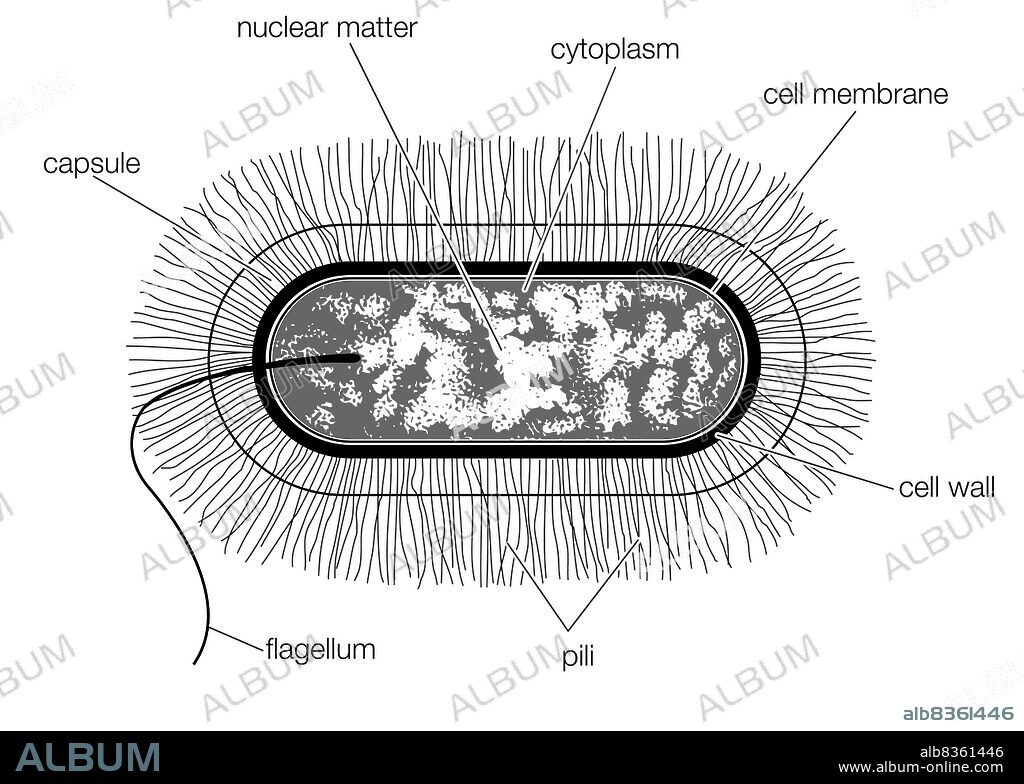 Schematic drawing of the structure of a typical bacterial cell of the bacillus type.