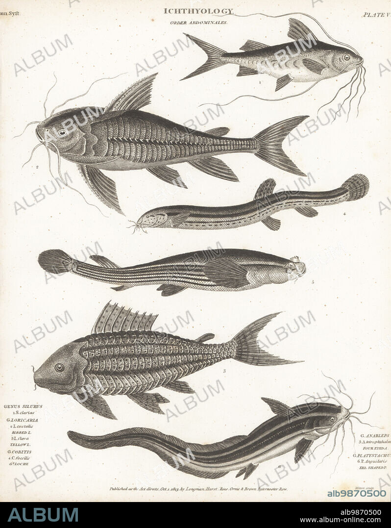 Bloch's catfish, Pimelodus blochii 1, Raphael catfish, Platydoras costatus 2, suckermouth catfish, Hypostomus plecostomus 3, weatherfish, Misgurnus fossilis 4, largescale four-eyes, Anableps anableps 5, and striped eel catfish, Plotosus lineatus 6. Copperplate engraving by Thomas Milton from Abraham Rees' Cyclopedia or Universal Dictionary of Arts, Sciences and Literature, Longman, Hurst, Rees, Orme and Brown, Paternoster Row, London, October 1, 1813.