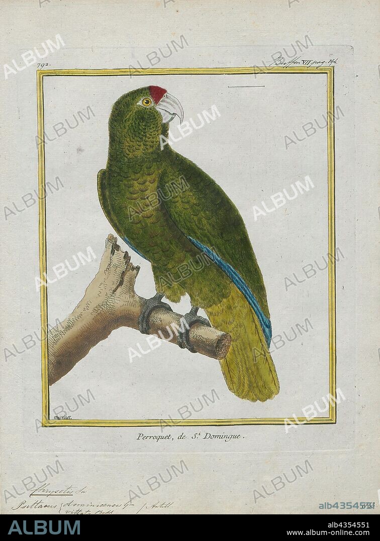 Chrysotis vittata, Print, Amazon parrot, Amazon parrot is the common name for a parrot of the genus Amazona. These are medium-sized parrots native to the New World ranging from South America to Mexico and the Caribbean., 1700-1880.
