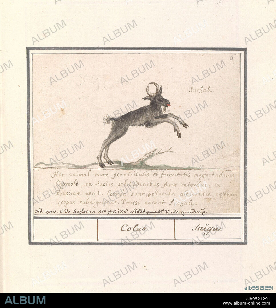 Deer-like, possibly a wood goat antelope. The French name Saïga refers to a kind of antelope (Saiga antelope) that does not resemble the proposed animal. Numbered top right: 6. With five-line caption in Latin. Part of the second album with drawings of quadrupeds. Second of twelve albums with drawings of animals, birds and plants known around 1600, commissioned by Emperor Rudolf II. With explanatory notes in Dutch, Latin and French, Hertachtige, possibly a forest goat antelope (Nemorhaedini) Indian Geijte / Capra indica Mambrina. / Chevre ifne, draughtsman: Anselmus Boëtius de Boodt, draughtsman: Elias Verhulst, draughtsman: Praag, draughtsman: Delft, 1596 - 1610, paper, brush, pen, h 137 mm × w 175 mm.