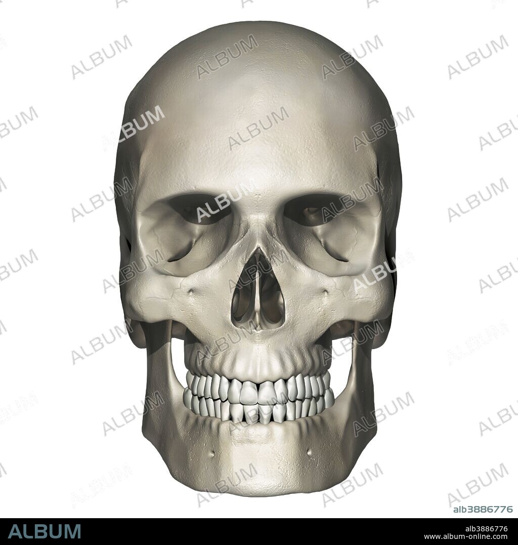 Anterior view of human skull anatomy.