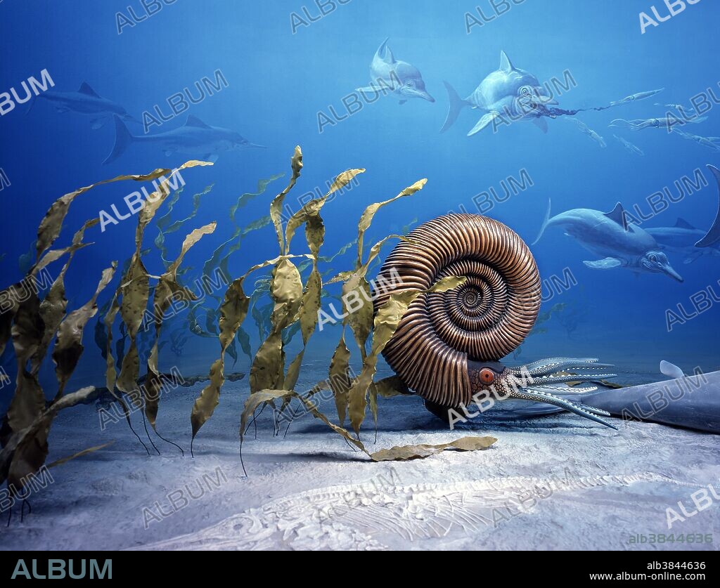 Diorama: Jurassic ocean with ammonite (Titanites anguiformis, based on fossil from Portland, Dorset, England) and ichthyosaurs (Stenopterygius sp. based on fossils from Holzmaden, Germany). Coiled cephalopods, called ammonites, were common in Jurassic seas. They had gas-filled, chambered shells which allowed them to adjust their buoyancy while swimming. Jurassic ammonites over six feet in diameter have been found. Marine reptiles ruled the Jurassic seas. The ichthyosaurs (school shown in background and skeleton in substrate) superficially resembled modern-day dolphins. Their vertical tail fin gave them the fast maneuverability of a fish, and their stiff paddle-like limbs gave them good steering and attitude control. Preserved stomach remains indicate that they fed on fish and cephalopods, like the squid-like belemnites in the upper right corner of the photo. Belemnites had a dense cigar-shaped internal skeleton of solid calcite, often preserved as fossils. The kelp-like algae to the left of the ammonite is hypothetical.