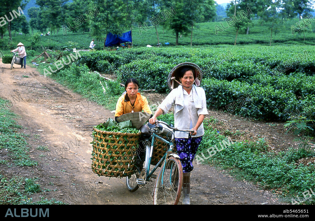 According to oral tradition, tea has been grown in China for more than four millennia. The earliest written accounts of tea making, however, date from around 350 CE, when it first became a drink at the imperial court.   Around 800 CE tea seeds were taken to Japan, where regular cultivation was soon established. Just over five centuries later, in 1517, tea was first shipped to Europe by the Portuguese soon after they began their trade with China. In 1667 the Honourable East India Company ordered the first British shipment of tea from China, requesting of their agents ‘one hundred pounds weight of the best tey that you can get’.   In 1826 the Dutch bought seeds from Japan for cultivation in their growing East Indian Empire, supplementing this effort in 1833 by imports of seeds, workers and implements from China. Meanwhile, also in the 1830s, the East India Company began growing tea on an experimental basis in Assam – the first one hundred boxes of Assamese tea reached Britain in 1840, and found a ready market.   About the same time, tea seedlings were transplanted from Assam to Sri Lanka and planted in the highlands around Kandy. By the beginning of the present century tea was very much in fashion, with plantations established as far afield as Vietnam in Southeast Asia, Georgia in Europe, Natal, Malawi, Uganda, Kenya, Tanzania and Mozambique in Africa, Argentina, Brazil and Peru in South America, and Queensland in Australia. Despite this proliferation, however, Sri Lanka remains the largest producer of tea in the world today, with the fragrant black leaf the mainstay of its economy.