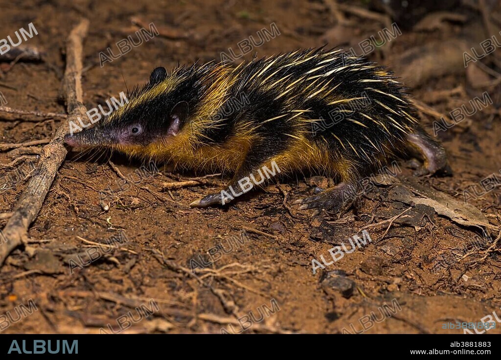 Lowland streaked tenrec (Hemicentetes semispinosus), Analamazoatra, Andasibe National Park, Eastern Madagascar, Madagascar, Africa.