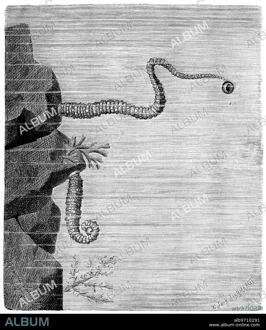 Ray angel, Pontobdella muricata, is a species of sea leech in the family Piscicolidae. It is a parasite of fish, Historical, digitally restored reproduction from a 19th century original.