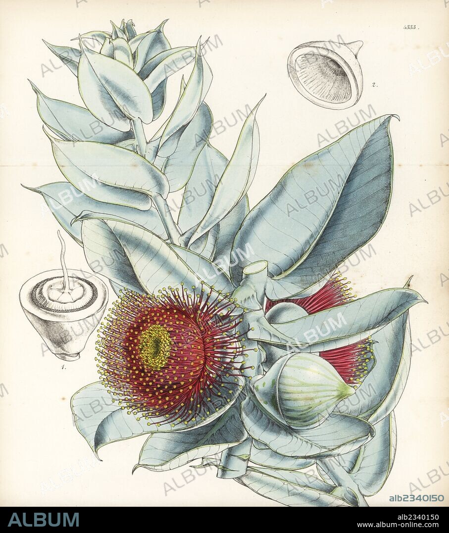 Mottlecah, large-fruited gum tree, Eucalyptus macrocarpa. Handcoloured botanical illustration drawn and lithographed by Walter Fitch from Sir William Jackson Hooker's "Curtis's Botanical Magazine," London, 1847.