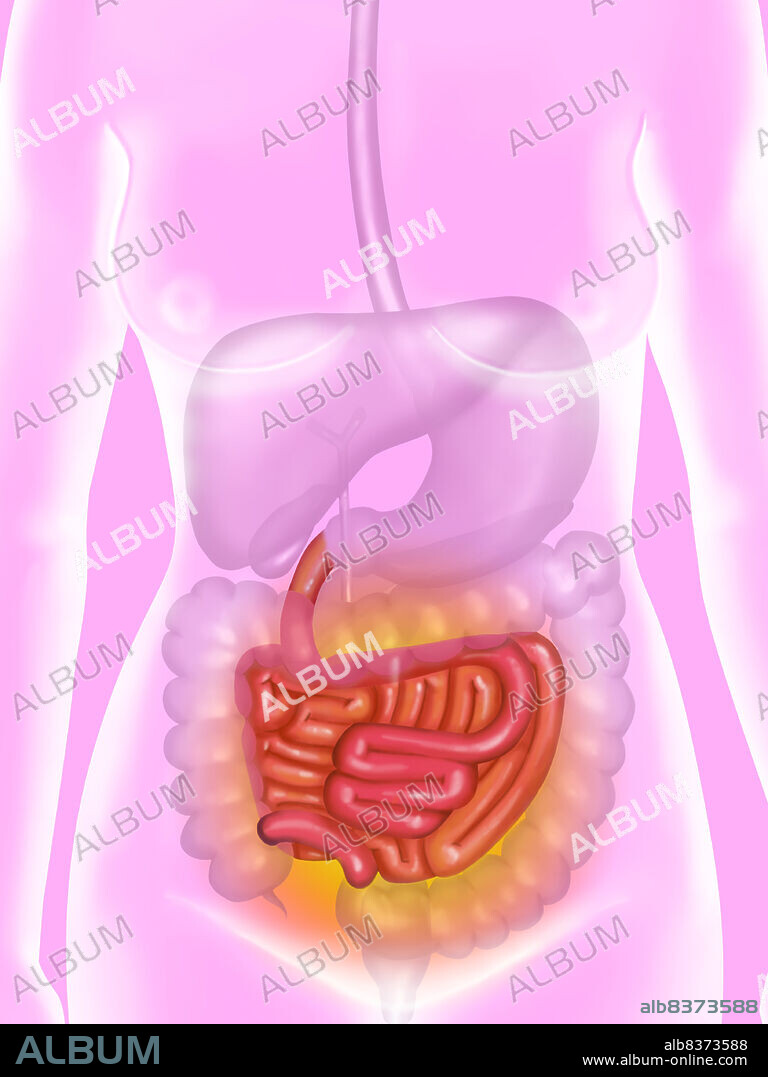 Illustration of pains at the level of the intestinum tenue.. The intestinum tenue breaks up in duodenum, following the stomach, jejunum (in red) and the illeun (in brown).. See. image 8813006 for a masculine silhouette.. See. images 8811506 for the intestines, 8811406 for the large intestine, 8811306 for the liver, 8811706 for the pancreas and 8811806 for the gall bladder.