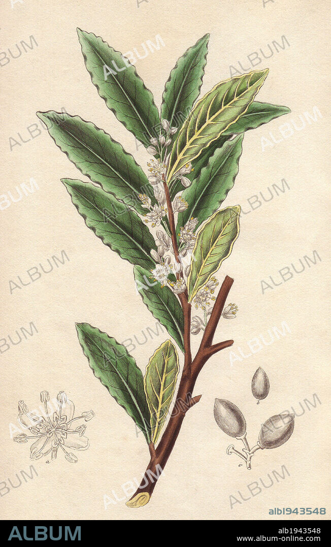 Bay laurel tree, Laurus nobilis. Handcoloured botanical illustration drawn and engraved on steel by Weddell from John Stephenson and James Morss Churchill's "Medical Botany: or Illustrations and descriptions of the medicinal plants of the London, Edinburgh, and Dublin pharmacopœias," John Churchill, London, 1831.