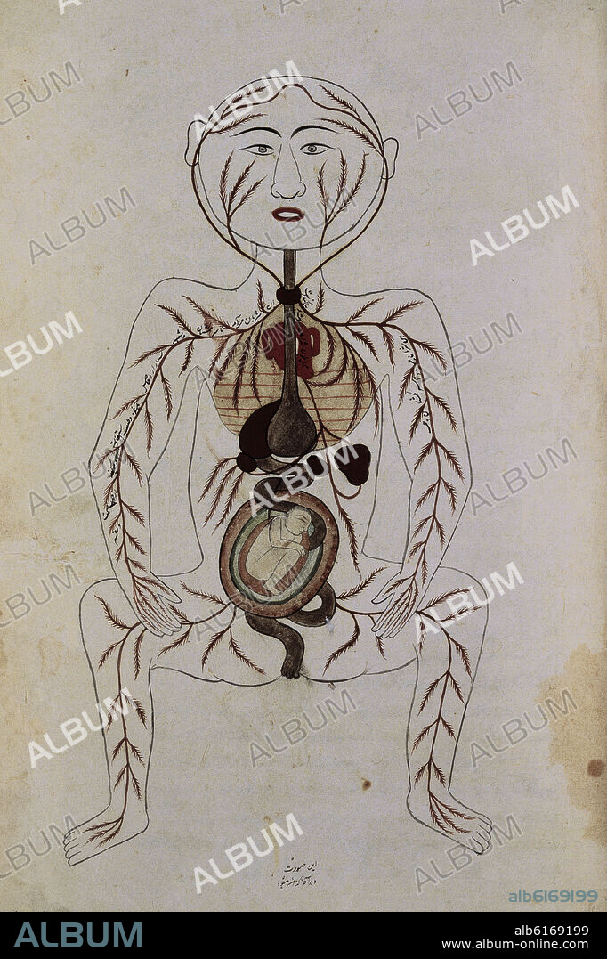 MANSUR IBN ILYAS (SIGLO XIV-SIGLO XV). MANUSCRITO ARABE 2296-MUJER CON FETO F 17-XIII-APARATO REPRODUCTOR Y DIGESTIVO.
