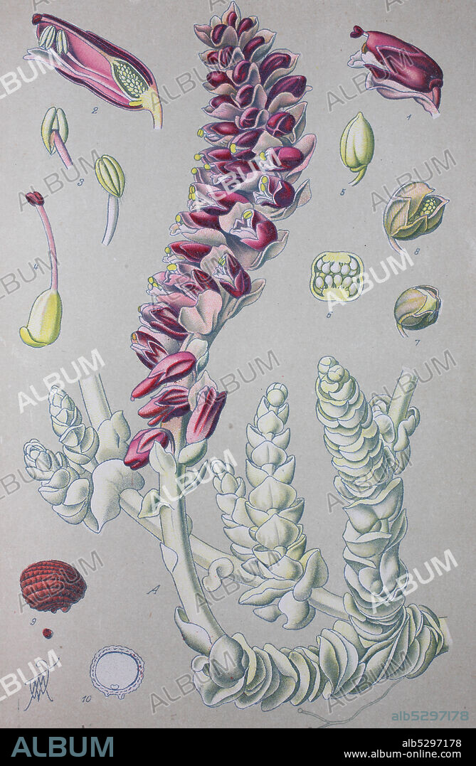 Lathraea squamaria, common toothwort, species of toothwort  /  Gewöhnliche Schuppenwurz, Aufrechte Schuppenwurz, Gattung der Schuppenwurzen, Lathraea, Familie der Sommerwurzgewächse, Digital improved reproduction of an original print from the 19th century / digitale Reproduktion von einer Originalvorlage aus dem 19. Jahrhundert.