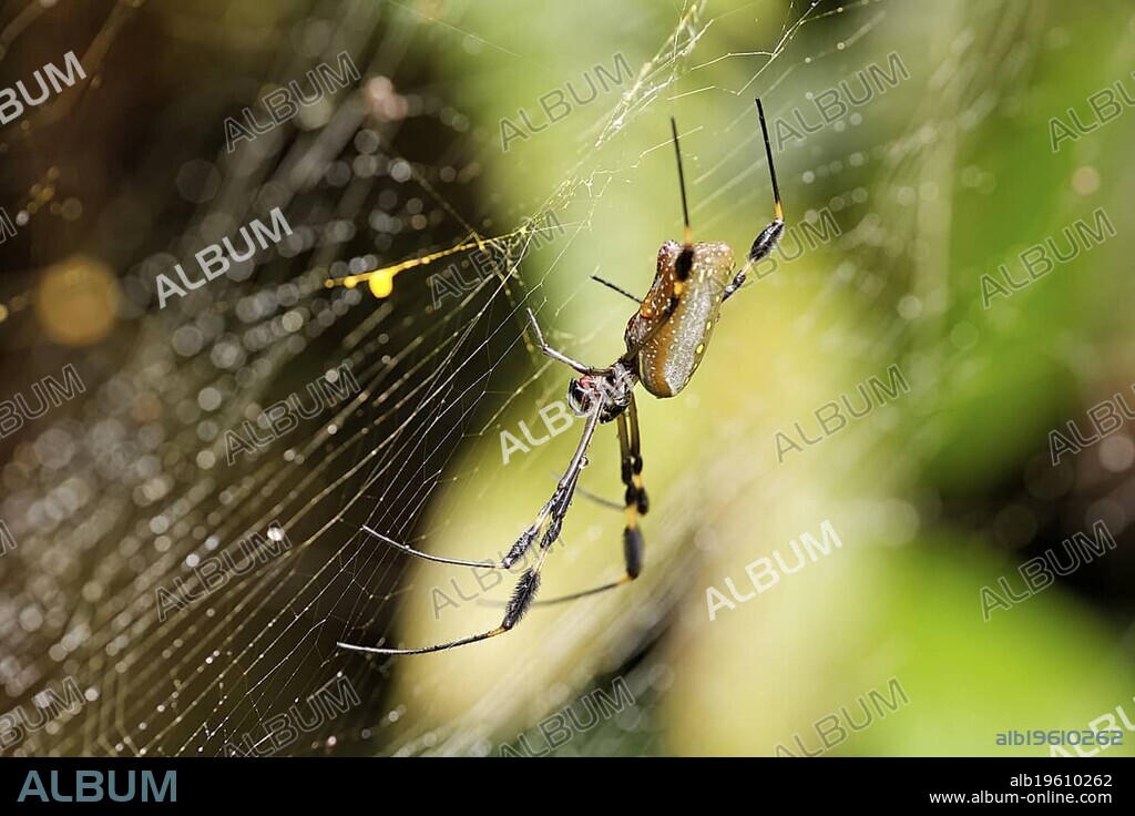 Golden Orb Spider, Golden silk orb-weaver (Nephila clavipes), Costa Rica