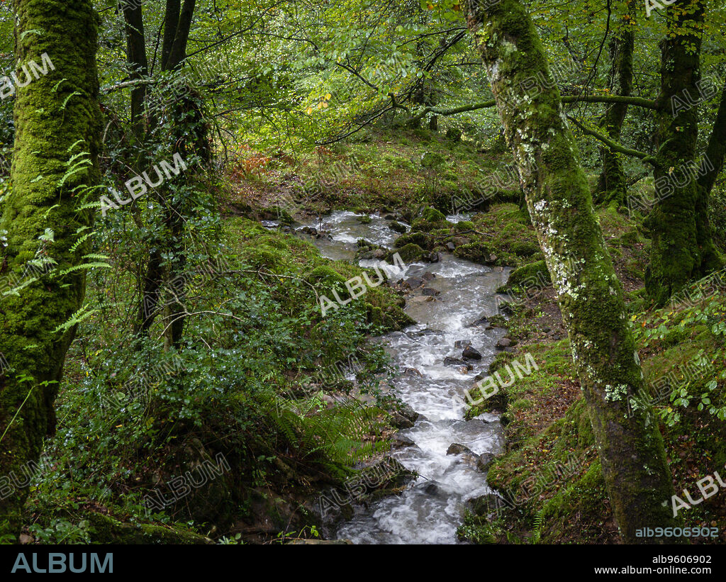 arroyo, Robledal de Ucieda, parque natural del Saja-Besaya, Cantabria, Spain.