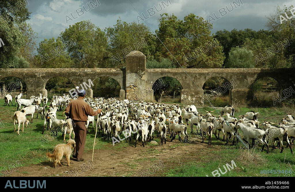 PASTOR con REBAÑO DE OVEJAS y el ACUEDUCTO ROMANO DE VALVERDE en segundo término. Alrededores de Evora. El Alentejo. Portugal.