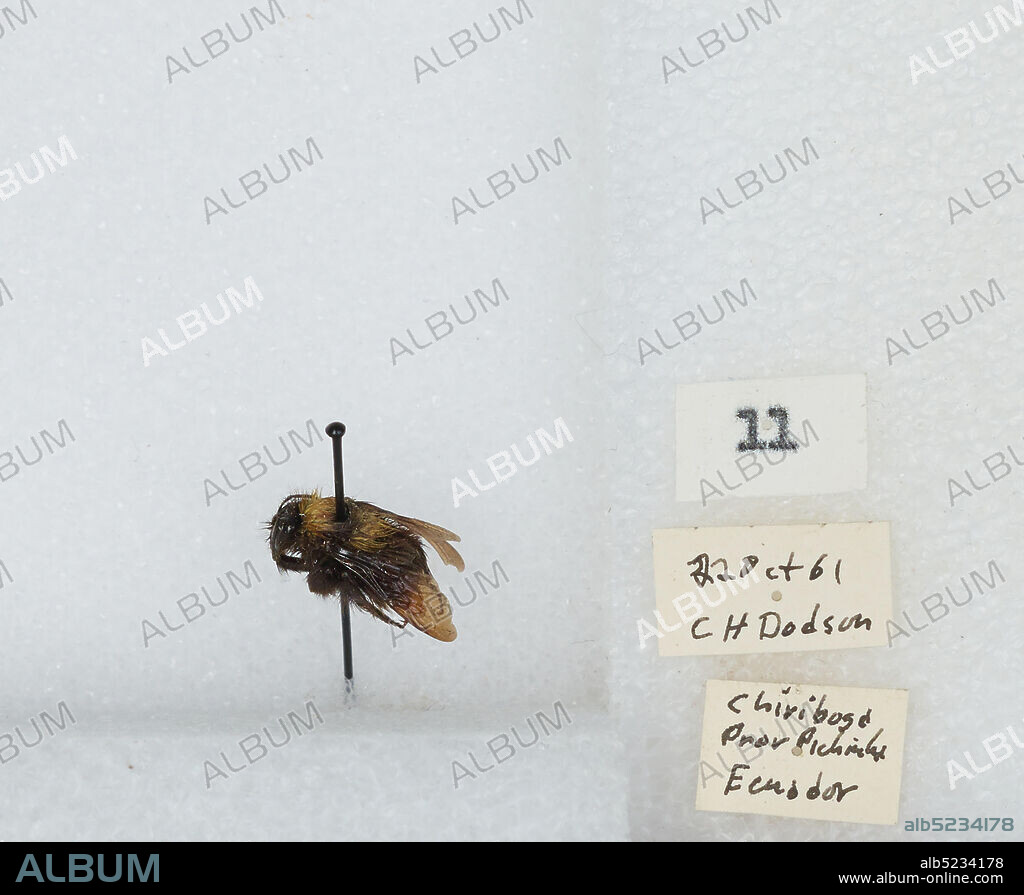 Chiriboga, Pichincha, Ecuador, Bombus (Robustobombus) hortulanus Friese, Animalia, Arthropoda, Insecta, Hymenoptera, Apidae, Apinae.