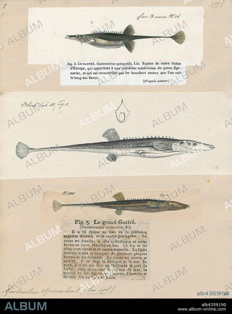 Gasterosteus spinachia, Print, The sea stickleback (Spinachia spinachia), also known as the fifteen-spined or fifteenspine stickleback, is a species of stickleback which lives in benthopelagic and in brackish environments of the northeastern Atlantic Ocean. This species, the largest of the sticklebacks, grows to a length of 22 centimetres (8.7 in) SL. This species is the only known member of its genus Spinachia. It is of no interest as a commercial fish.