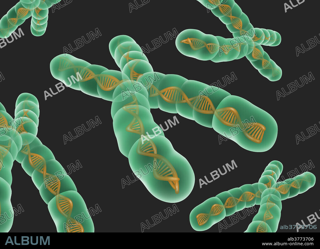 Illustration of chromosomes with telomeres. Chromosomes are composed of deoxyribonucleic acid (DNA) (gold ribbon inside chromosome) that contain sections, called genes, which encode the body's genetic information. Telomeres (red area) protect the ends of the chromosome and play a key role in cell aging. As cells replicate and age the telomere steadily shrinks. When the telomere reaches a certain length the cell stops dividing and dies.