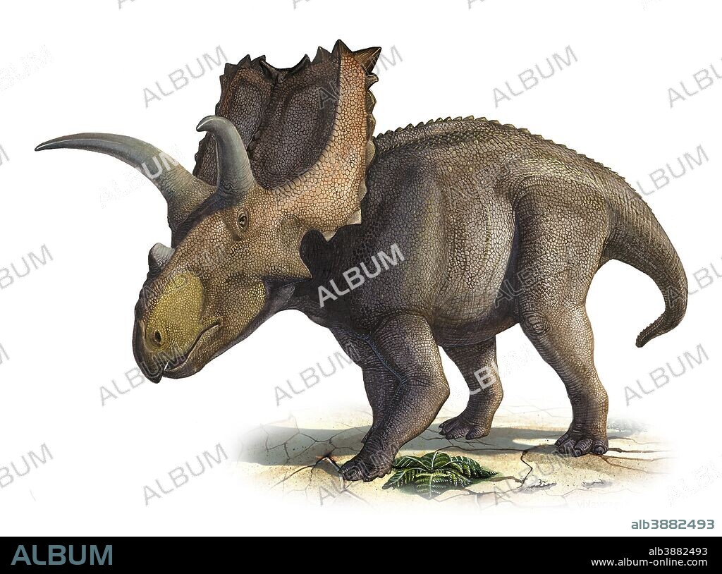Coahuilaceratops magnacuerna, a prehistoric era dinosaur from the Late Cretaceous period.