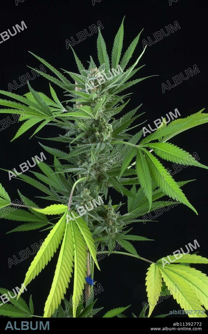 Sativex is a drug derived from cannabis, produced by the GW Pharmaceuticals laboratory. This oral spray has just obtained marketing authorization in France, for use limited to patients with multiple sclerosis.