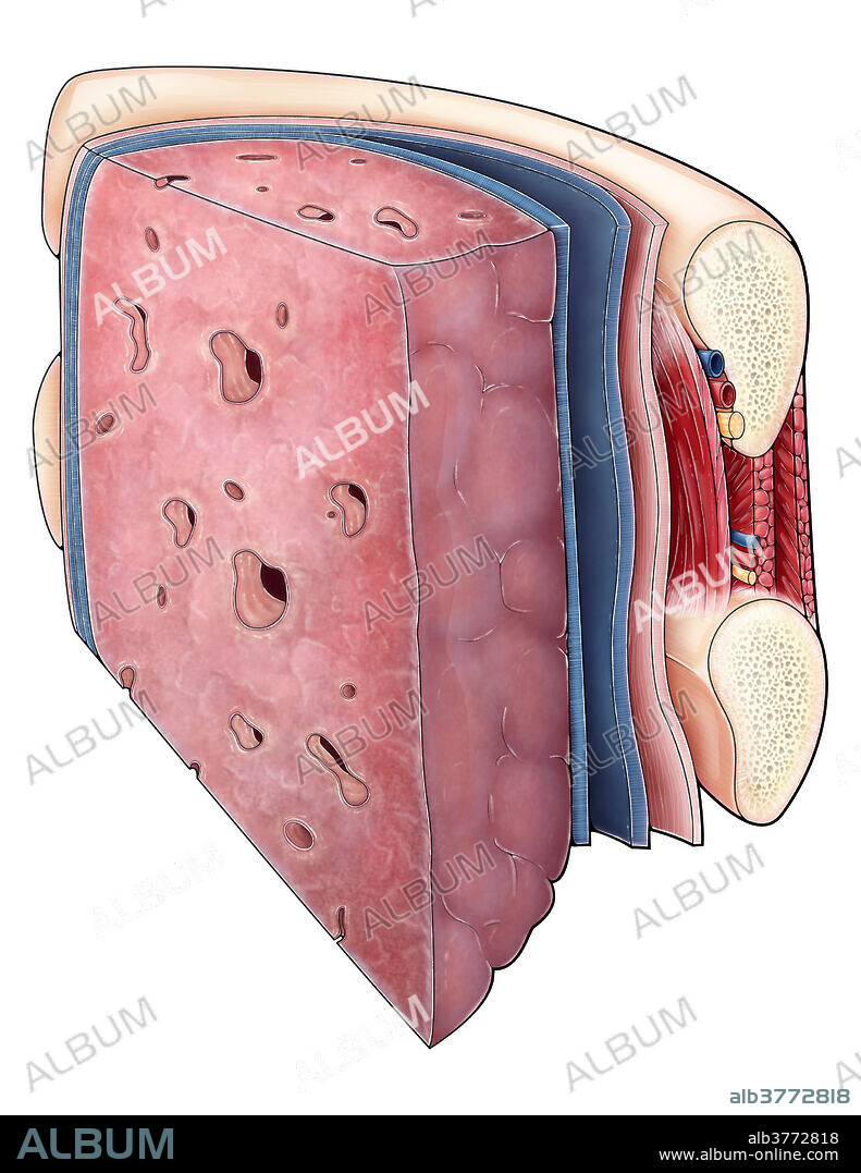 Lungs and Pleura