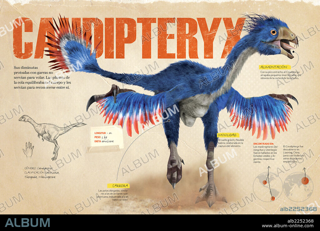 Caudipteryx. Infographics about the caudipteryx, a theropod dinosaur that was a predecessor of modern birds whose remains were discovered in China.