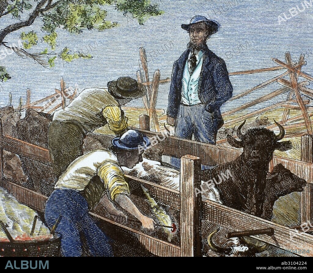 The United States. 19th century. Ranchers brand the cows with a red-hot branding iron while the livestock owner is watching them. Colored engraving.