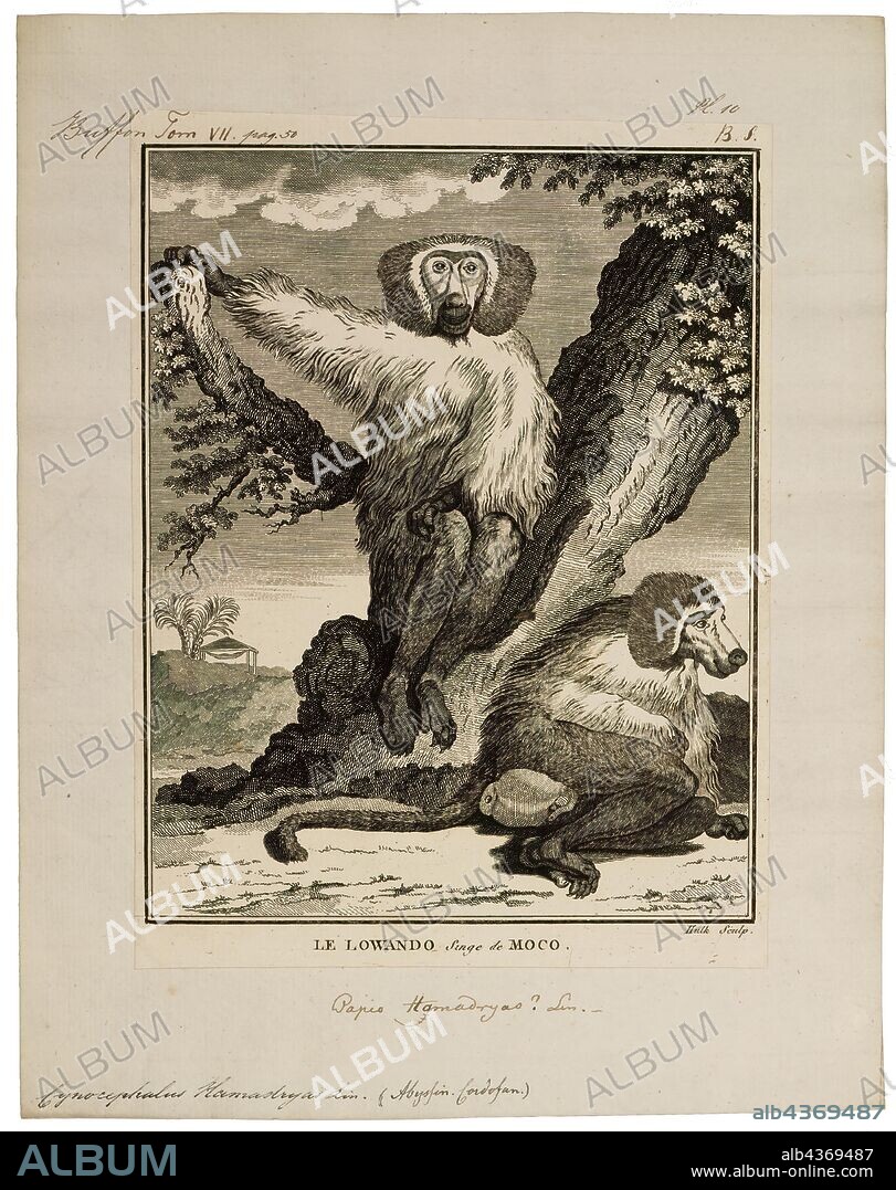 Cynocephalus hamadryas, Print, The Philippine flying lemur or Philippine colugo (Cynocephalus volans), known locally as kagwang, is one of two species of colugo or "flying lemurs". It is monotypic of its genus. Although called a flying lemur, it cannot fly and is not a lemur. Instead, it glides as it leaps among trees., 1700-1880.