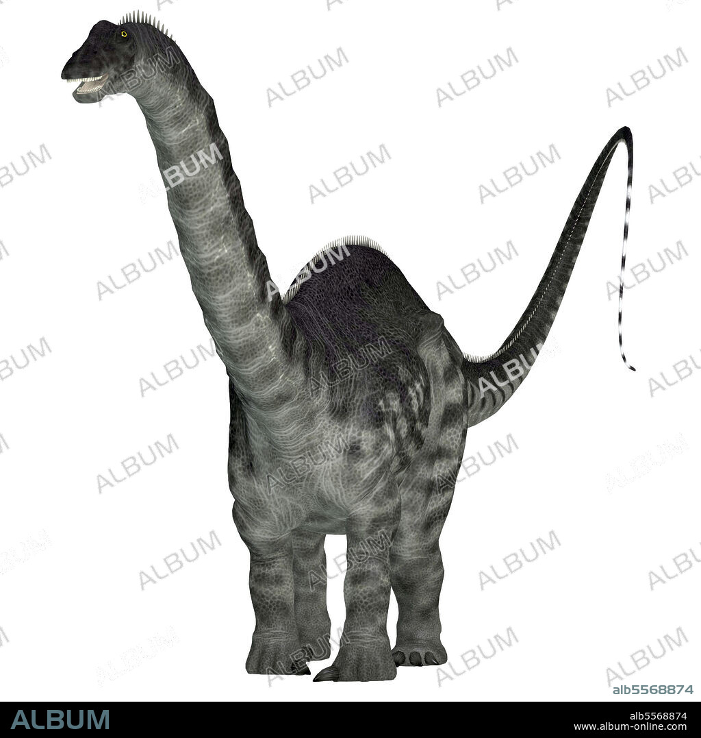 Apatosaurus dinosaur, front view. Apatosaurus was a herbivorous sauropod dinosaur that lived in North America during the Jurassic Period.