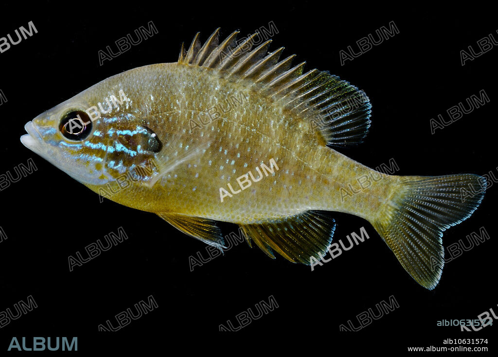A juvenile male Ozark Longear Sunfish (Lepomis megalotis). Observed and photographed on Nature Conservancy property in the Kings River, Madison County, Arkansas, 26 June 2018.