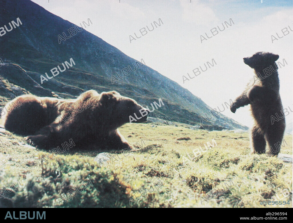 THE BEAR, 1988 (L' OURS), directed by JEAN-JACQUES ANNAUD. Copyright TRI STAR PICTURES.