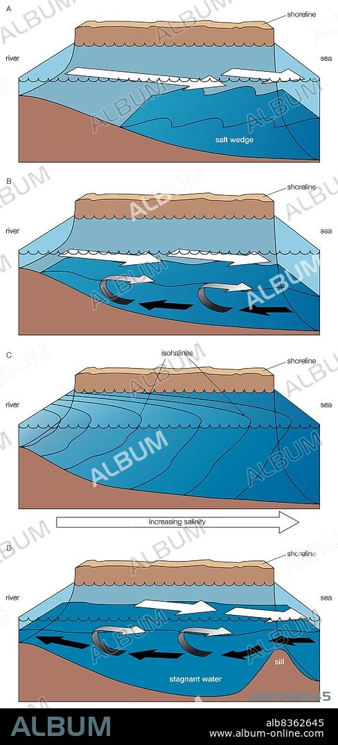 Four main types of estuaries: A) salt wedge estuary, B) partially mixed estuary, C) vertically homogeneous estuary, D) fjord.