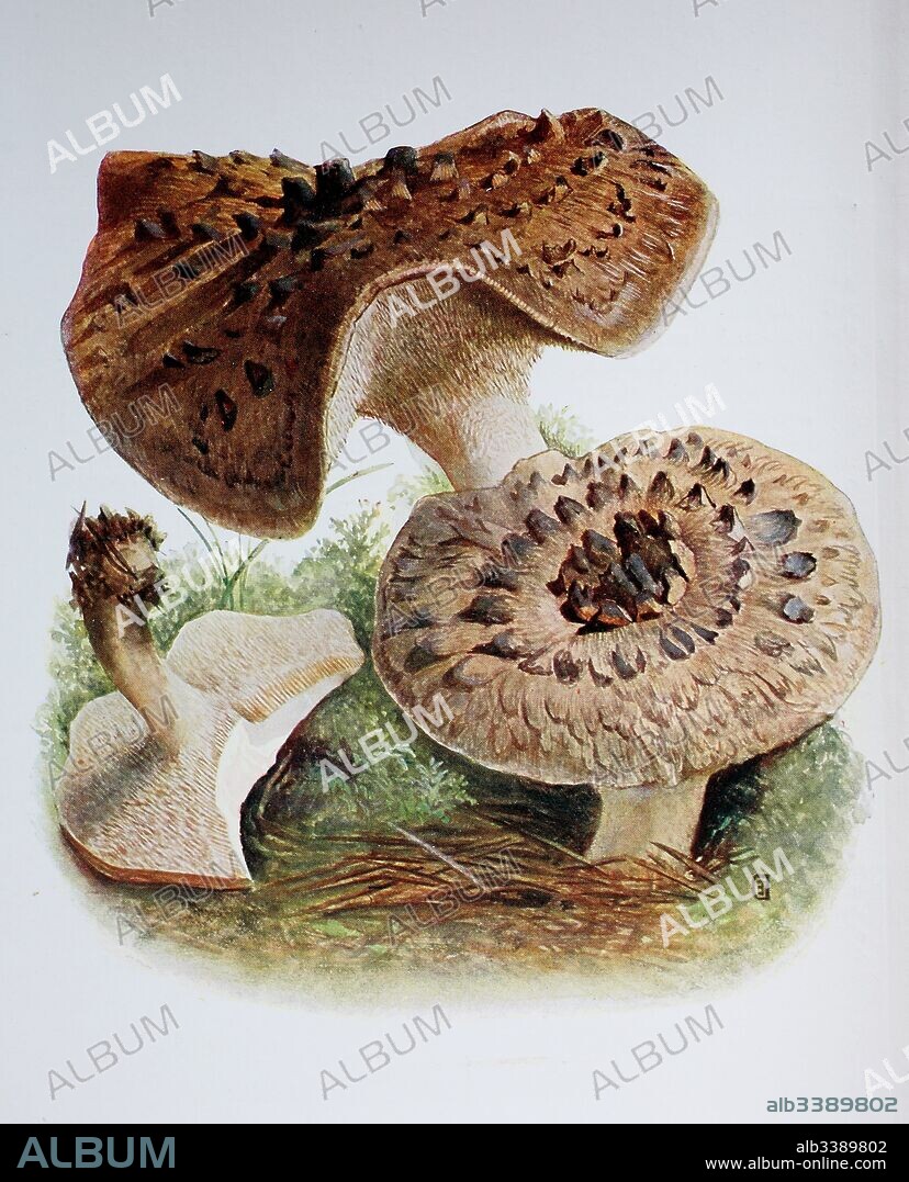 Sarcodon imbricatus, commonly known as the shingled hedgehog or scaly hedgehog, is a species of tooth fungus in the order Thelephorales, digital reproduction of an ilustration of Emil Doerstling (1859-1940).