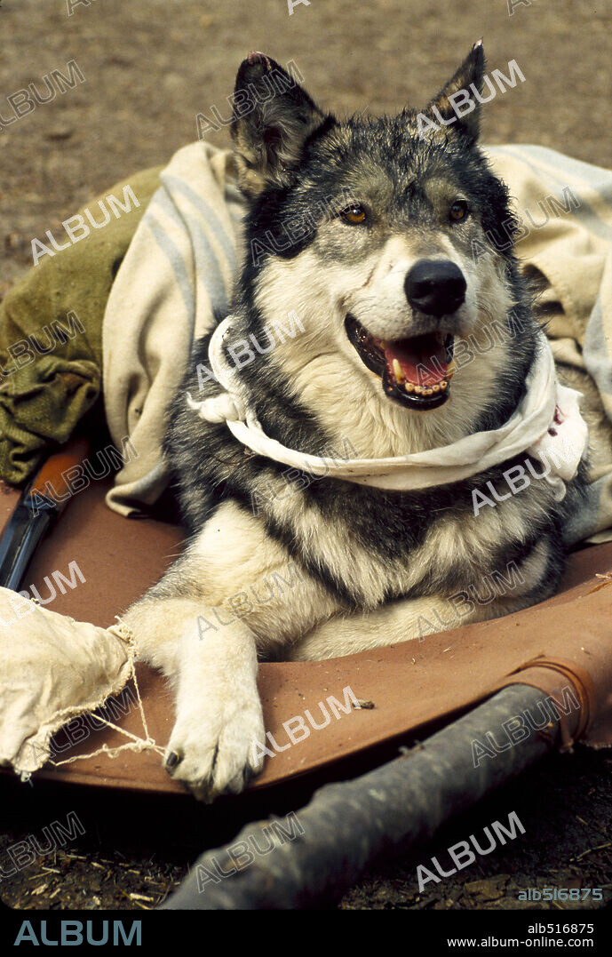 COLMILLO BLANCO, 1991 (WHITE FANG), dirigida por RANDAL KLEISER. Copyright TOUCHSTONE PICTURES.