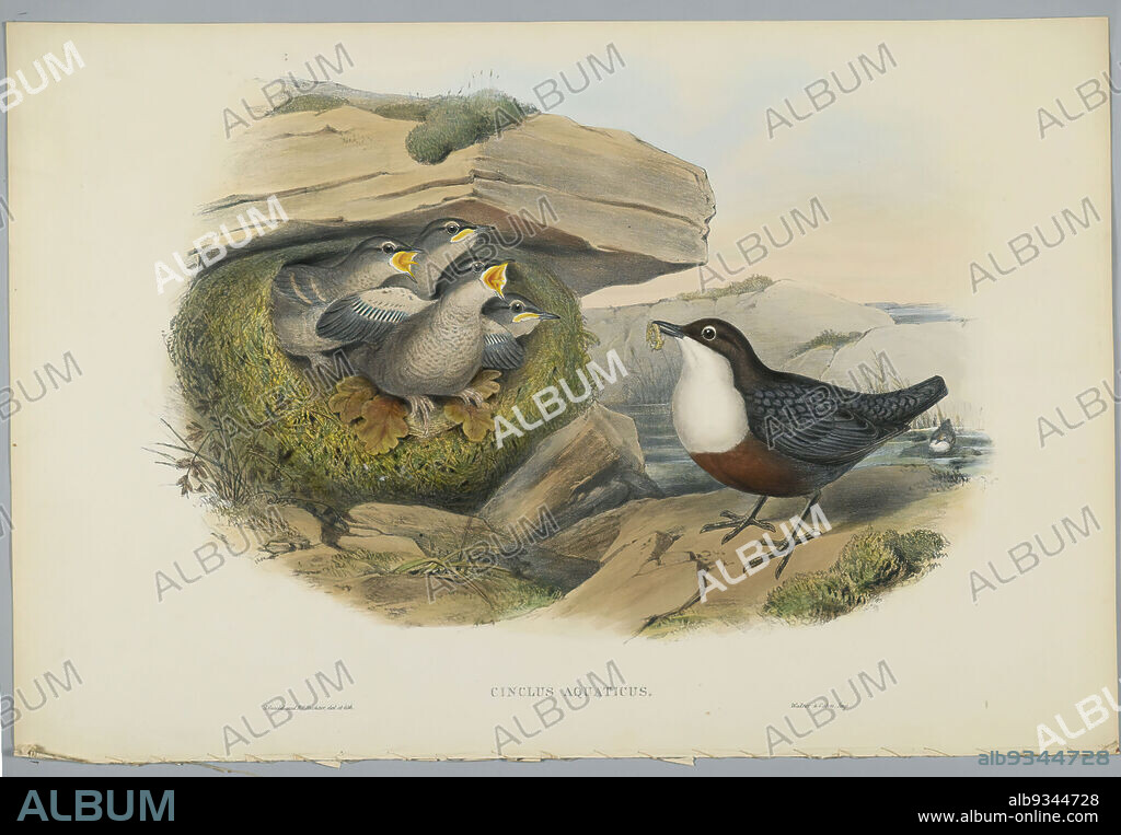 Cinclus Aquaticus - Water Ousel or Dipper, John Gould, British, 1804-1881, Lithograph on wove paper, Sheet: 21 1/4 x 14 1/2 in., 54 x 36.8 cm, Bird, Birds, Cinclus Aquaticus, Dipper, Habitat, Nature, Ornithological, Ornithology, Plants and Animals, Species, Water Ousel, Wildlife.