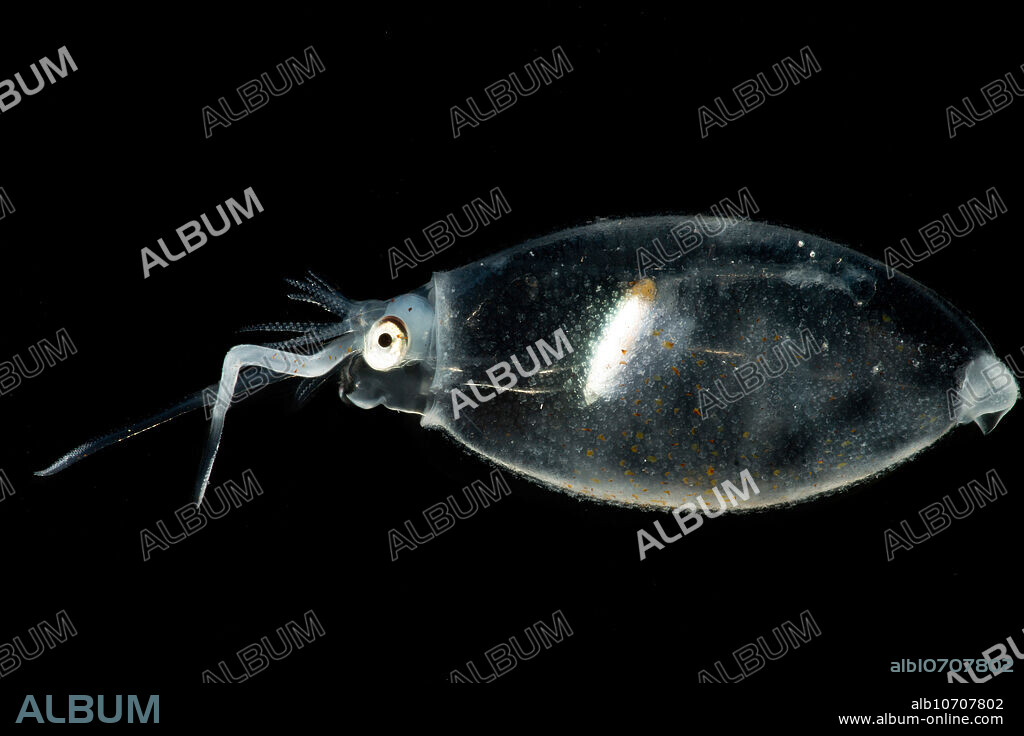 The Cockatoo squid (Cranchia scabra) is a squid inhabiting mesopelagic tropical waters. When threatened it can pull its head and tentacles into its mantle and turn into a ball. It has small knob-like cartilagenous tubercles all over its body. It has 14 oval photophores on each eye which produce a greenish light (bioluminescence). This individual was captured in a trawl between 200 meters depth and the surface, Gulf of Mexico, 2016. Image courtesy of the DEEPEND project.