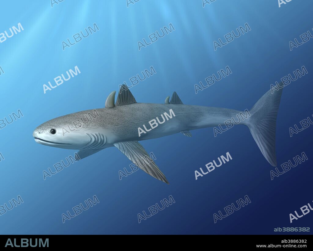 Cladoselache fyleri is an extinct shark from the Late Devonian period.