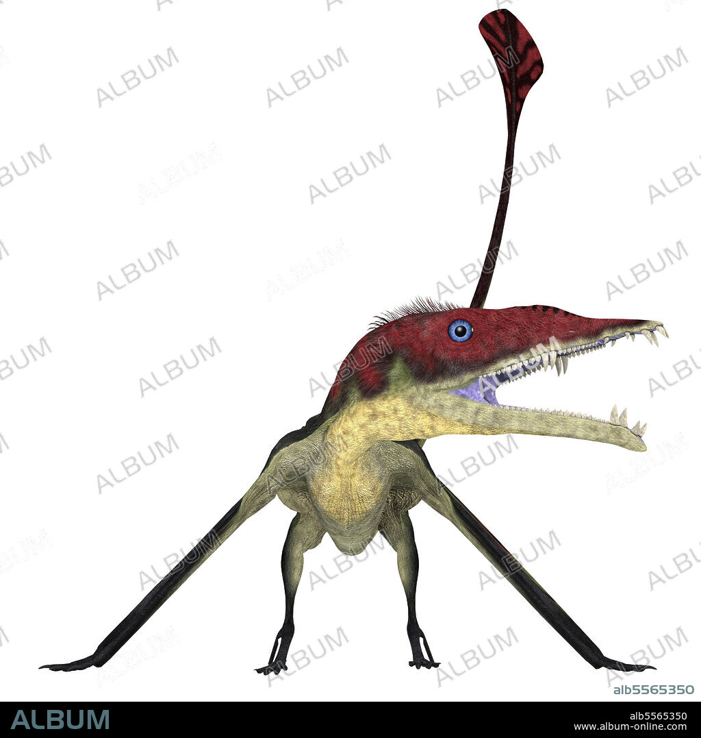 Eudimorphodon pterosaur, front view. Eudimorphodon was a carnivorous Pterosaur bird that lived in Italy during the Triassic Period.