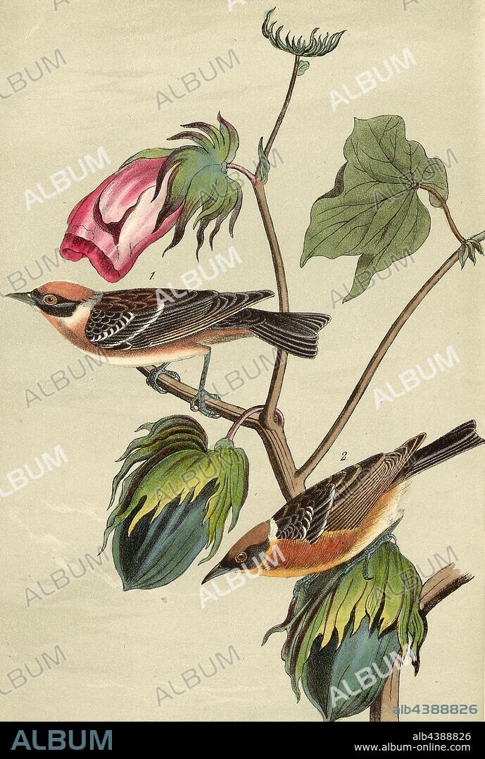 Bay-Breasted Wood-Warbler - Highland Cotton-plant, Gossipium herbaceum, Brown-breasted Warbler (Dendroica castanea, Sylvicola castanea), Signed: J.J. Audubon, J.T. Bowen, lithograph, Pl. 80 (vol. 2), Audubon, John James (drawn); Bowen, J. T. (lith.), 1856, John James Audubon: The birds of America: from drawings made in the United States and their territories. New York: Audubon, 1856.