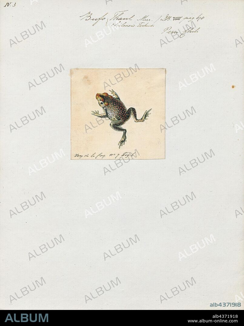 Bufo thaul, Print, Bufo is a large genus of about 150 species of true toads in the amphibian family Bufonidae., 1700-1880.